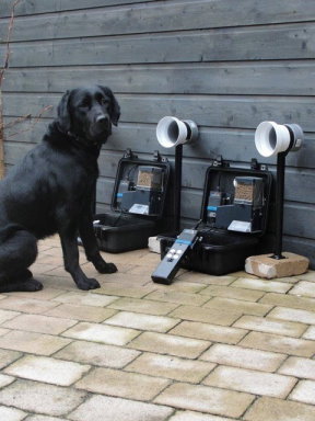 dogtraining-2.jpg