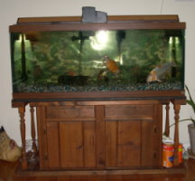 fishtank600-550.2.jpg fishtank600-550.2.jpg