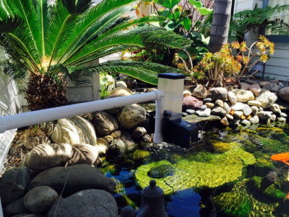 mariano-koi-mount-2b.jpg mariano-koi-mount-2b.jpg